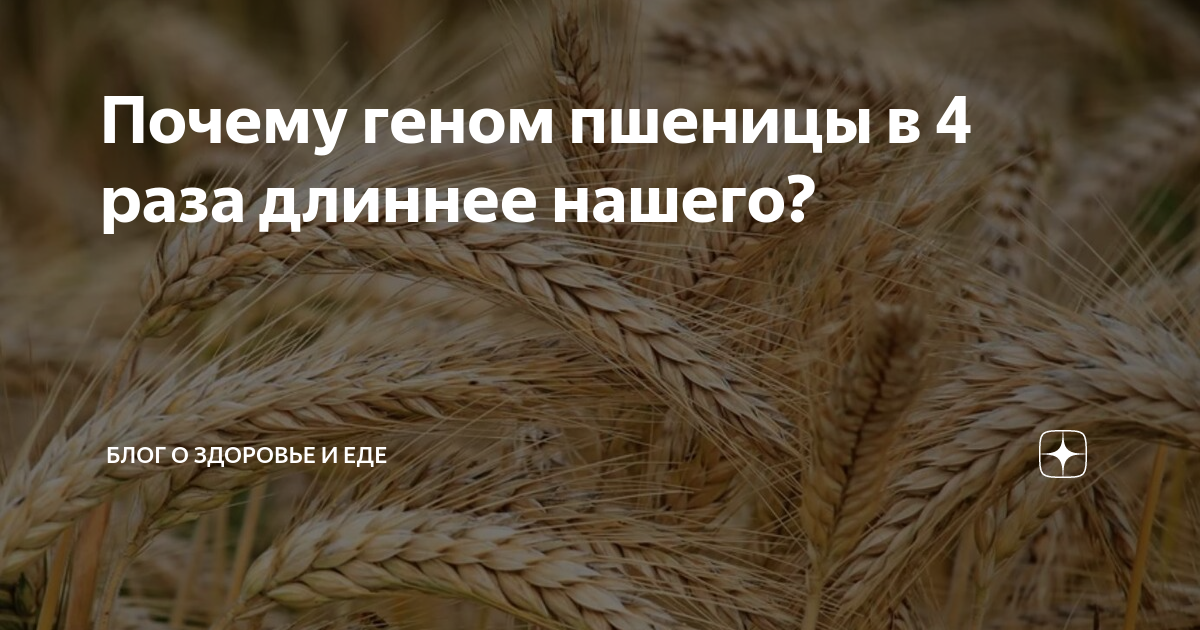 Ген пшеницы