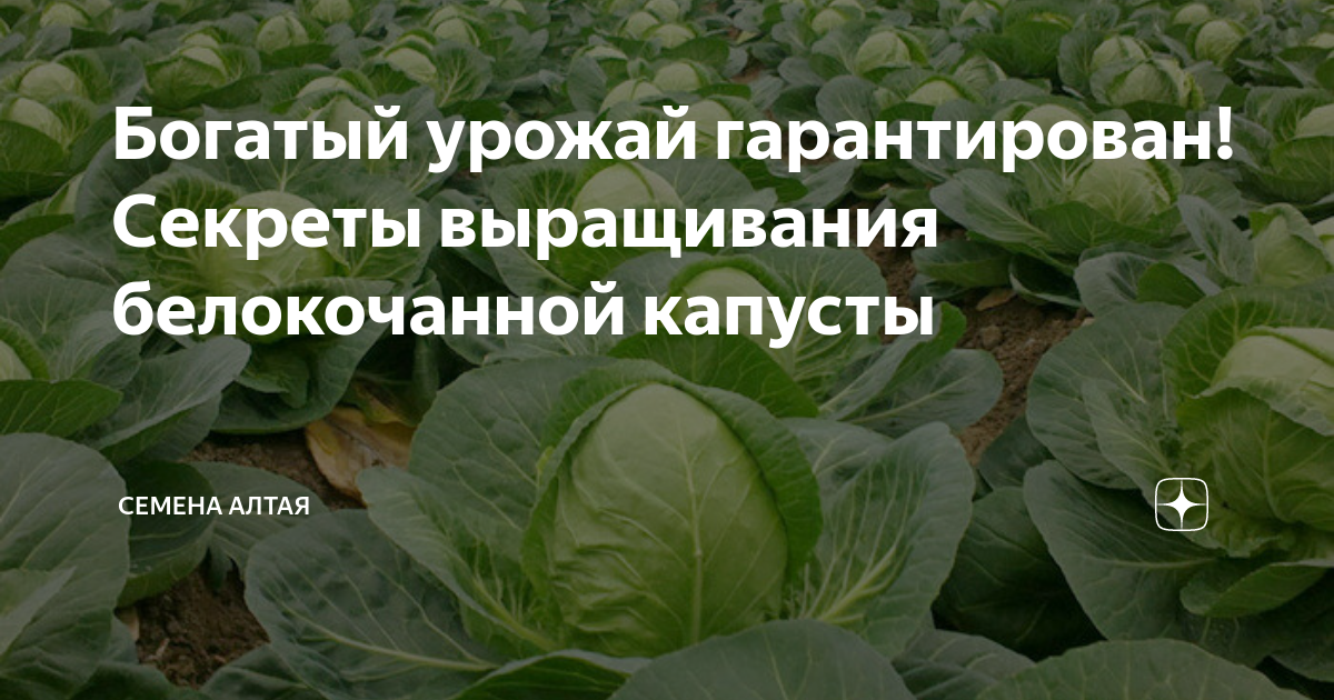 Уход за растениями в период роста