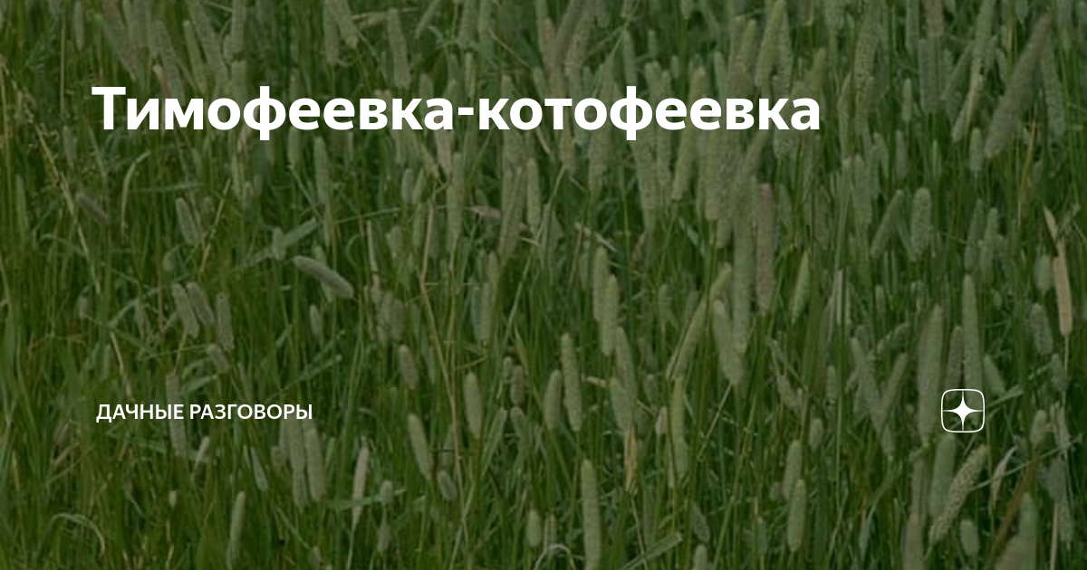 Сев тимофеевки. Тимофеевка Ленинградская. Сидерат Тимофеевка Луговая. Тимофеевка Тамбовская область.