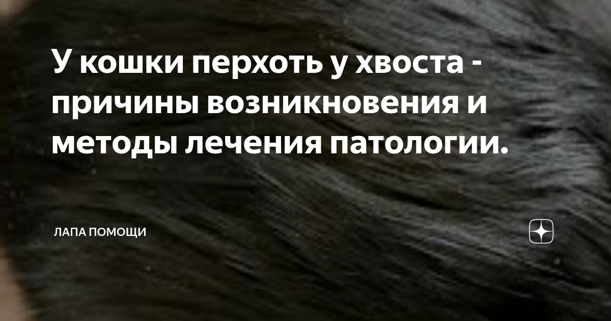 Перхоть у кошки - на спине, у хвоста, причины, лечение, виды, профилактика