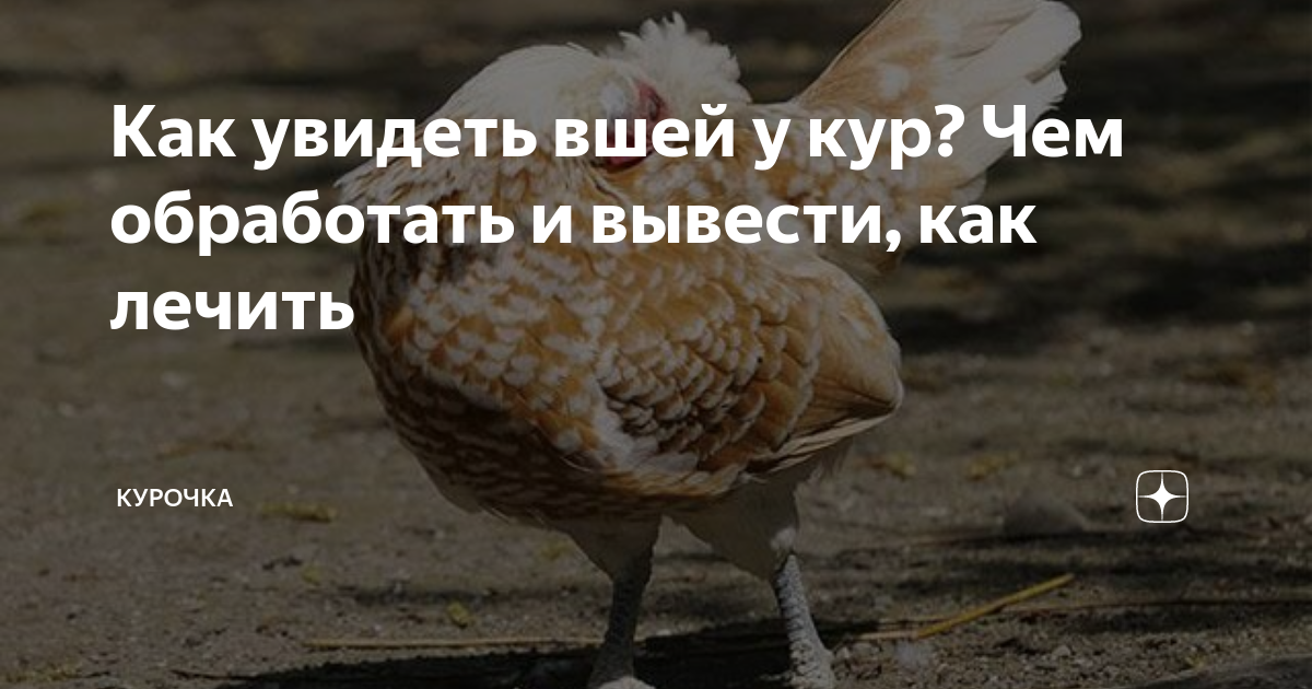 Что делать, если у курицы завелись вши или блохи?