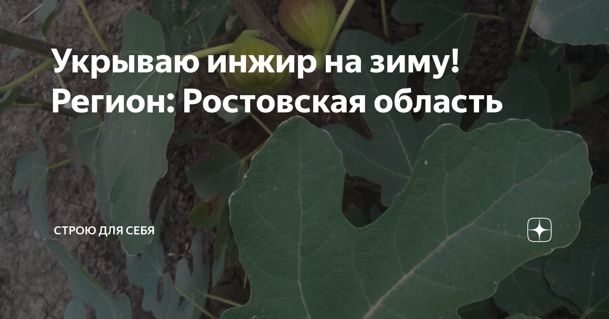 Как подготовить инжир к зиме. Укрытие инжира на зиму. Укрыть инжир.