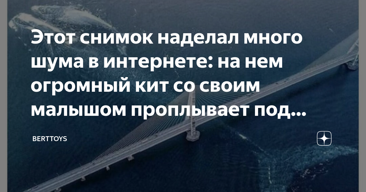Кит под мостом в канаде