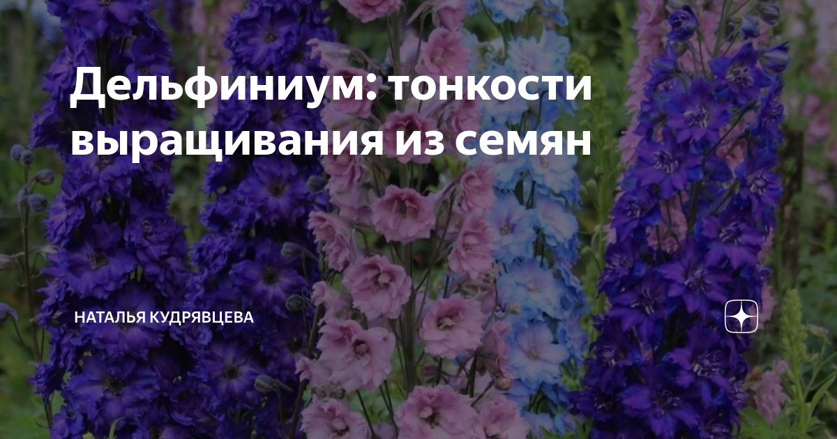 Цветы дельфиниум посадка и уход фото когда сеять семена