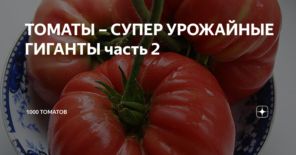 Томаты 1000 2. Томат 1000 и 2 помидорки. 1000 И одна помидорка отзывы.