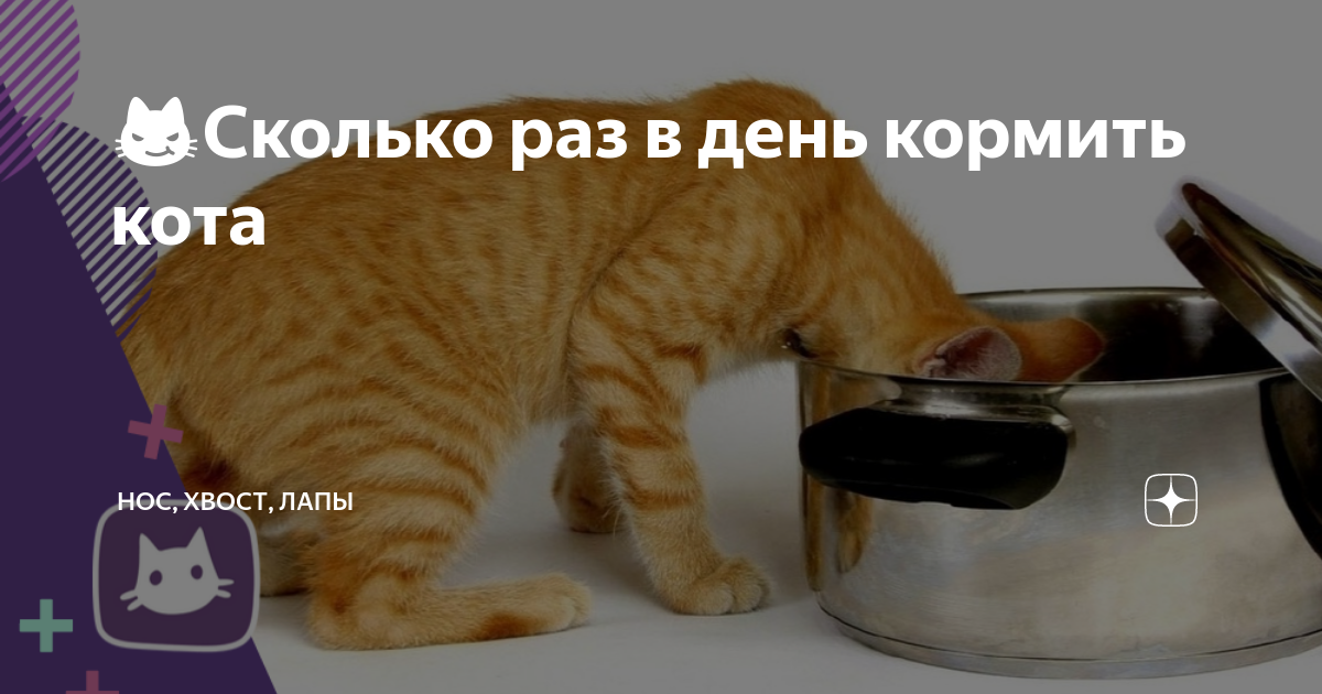 Сколько раз в день кормить кота. Сколько нужно кормить кота в день. Сколько раз в день надо кормить котов. Сколько раз в день кормить кота 1 год.