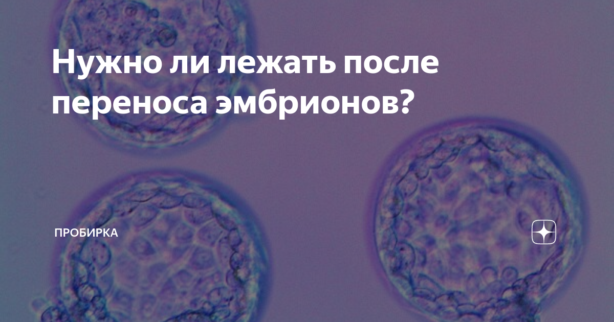 После переноса эмбрионов при эко советы. Эко после переноса эмбрионов. Подсадка мозаичных эмбрионов. Как выглядит эмбрион после переноса. Перенос эмбрионов при эко рекомендации.