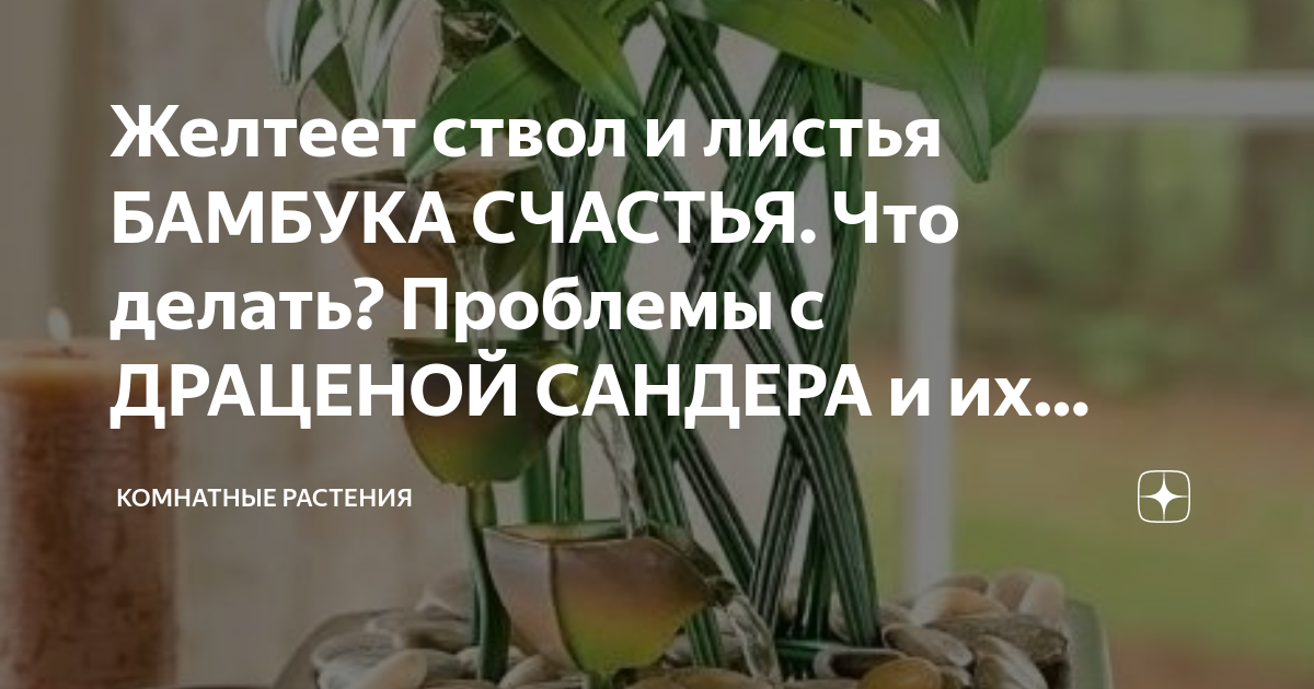 Как выращивать бамбук в домашних условиях: секреты ухода и необходимые условия