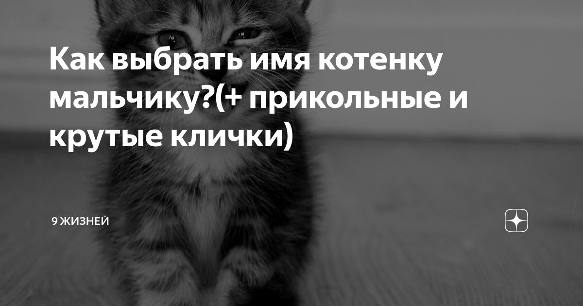 Имя для черного кота мальчика