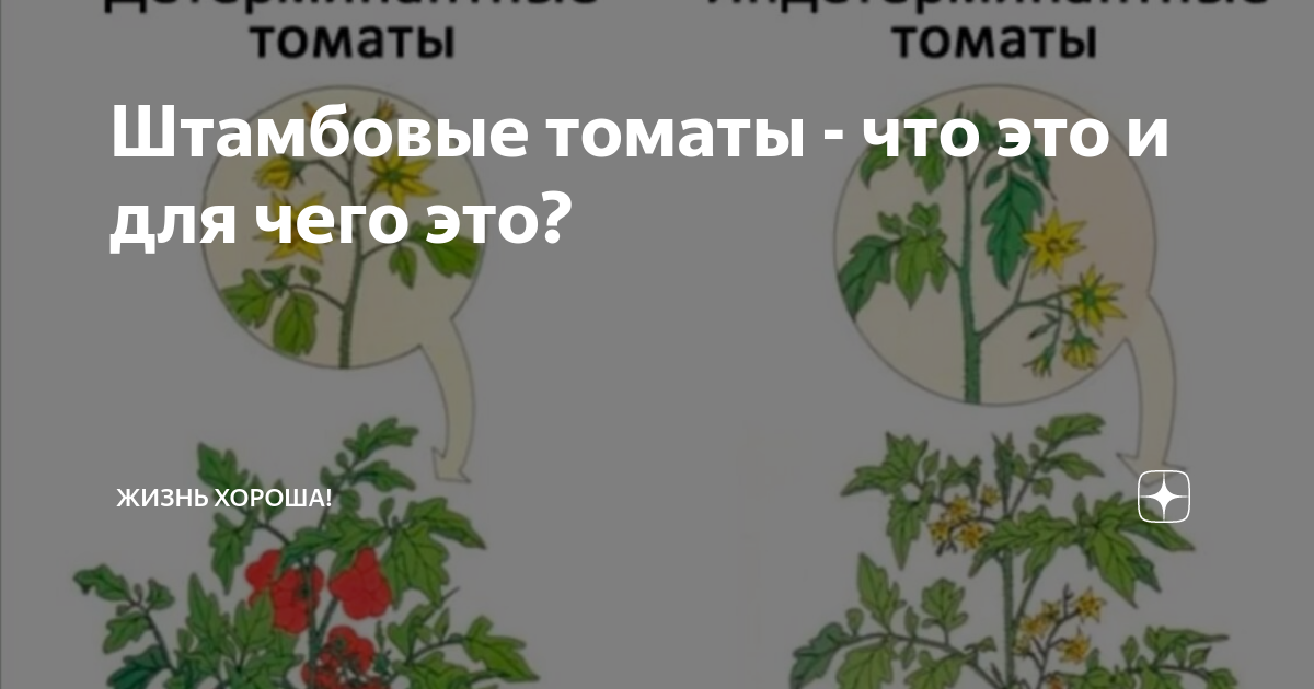 Штамбовые томаты. Штамбовые томаты стебли. Штамбовые томаты рассада. Сердцевидный штамбовой томат. Штамбовые и нештамбовые томаты.