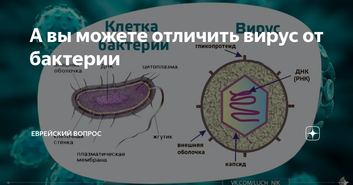 Отличие бактерий от