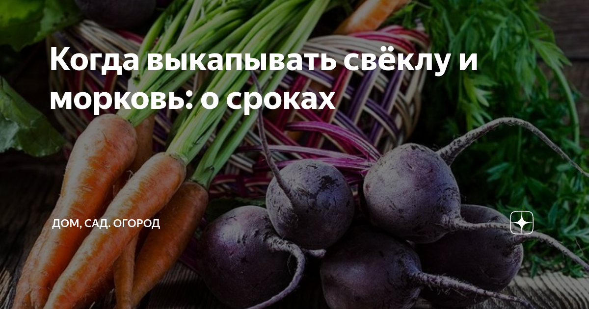 Уборка моркови и свеклы сроки. Когда выкапывать морковь и свеклу. Когда убирать морковь и свеклу. Когда выкапывать морковь и свеклу на хранение.