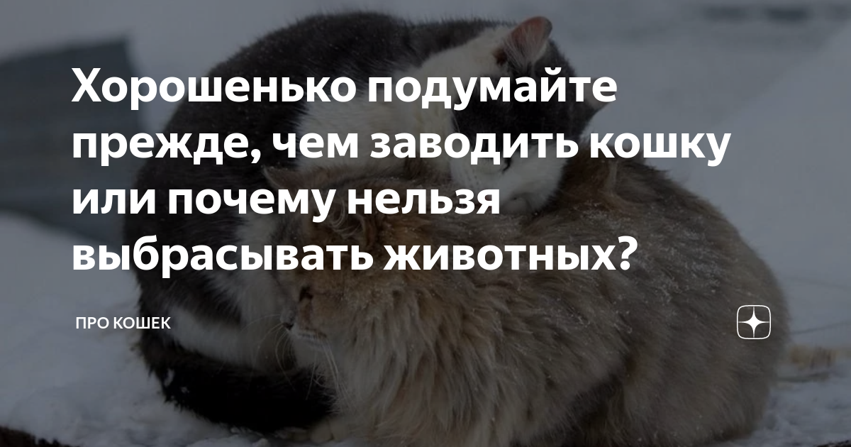 Причины завести котика. Почему нельзя заводить кошку. Почему нельзя заводить кошку. Советы для кошек. Плюсы завести ребенку домашнее животное.