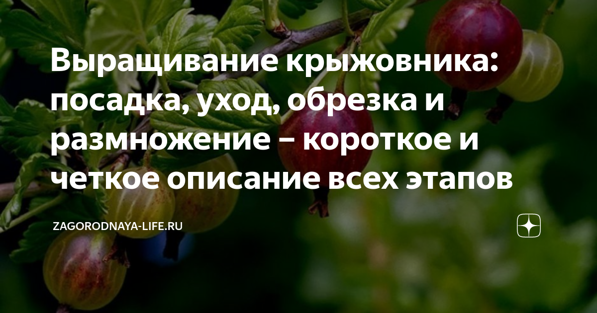 Выбор места и подготовка грунта