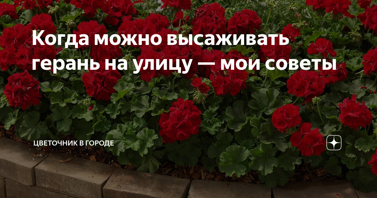 Как защитить растения от возвратных заморозков