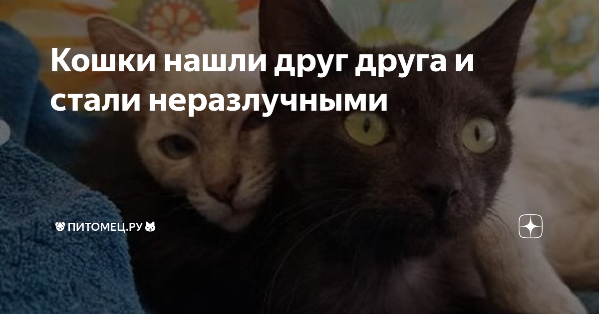 Невероятная дружба: приютская кошка и олень стали неразлучными товарищами