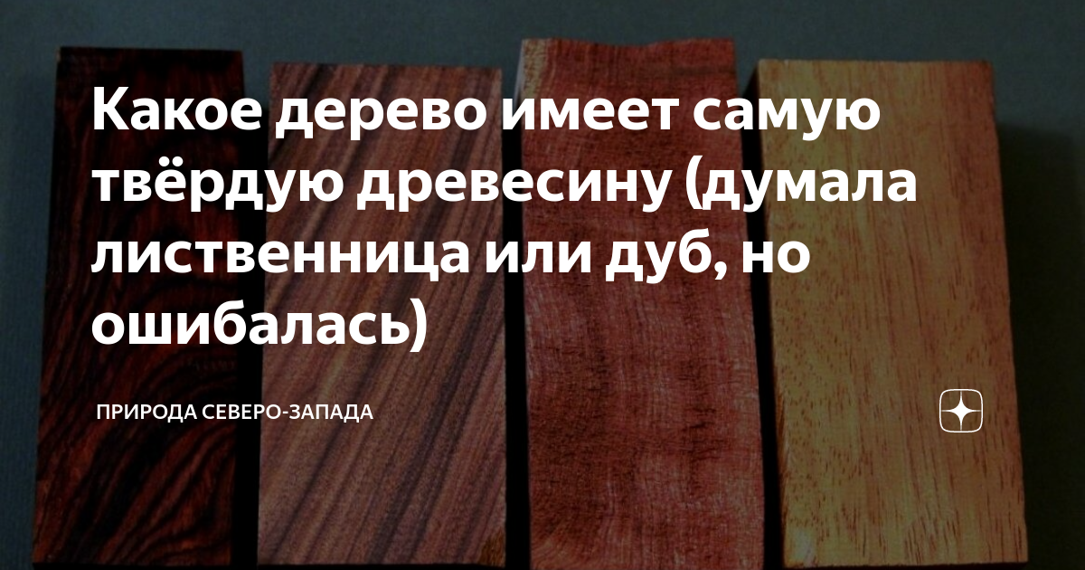 Самое твердое дерево. Какое дерево имеет твердую древесину. Какая древесина самая твердая. Самые прочные сорта деревьев. Древесина какого дерева в России самая твердая?.