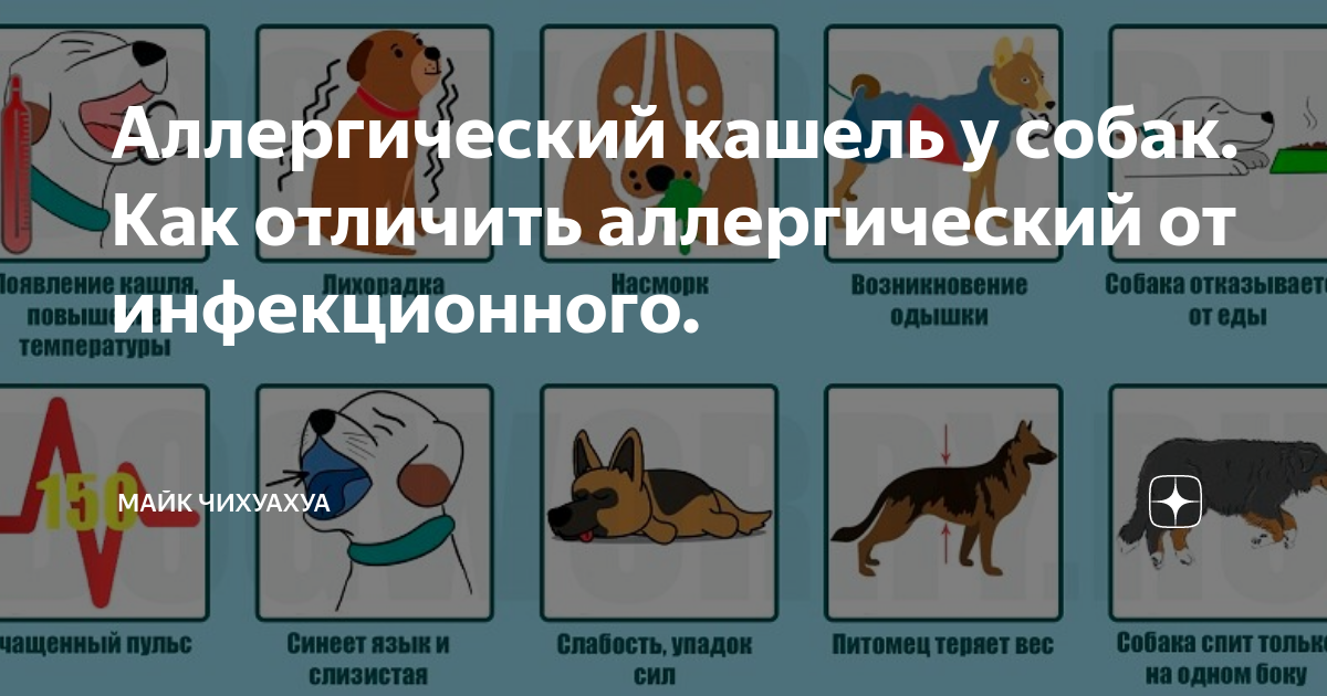 Инфекционные болезни собак симптомы. Зоокард таблетки для собак. Щенок кашляет названия болезней. Инфекционные болезни собак. Таблетки от кашля для собак мелких пород.