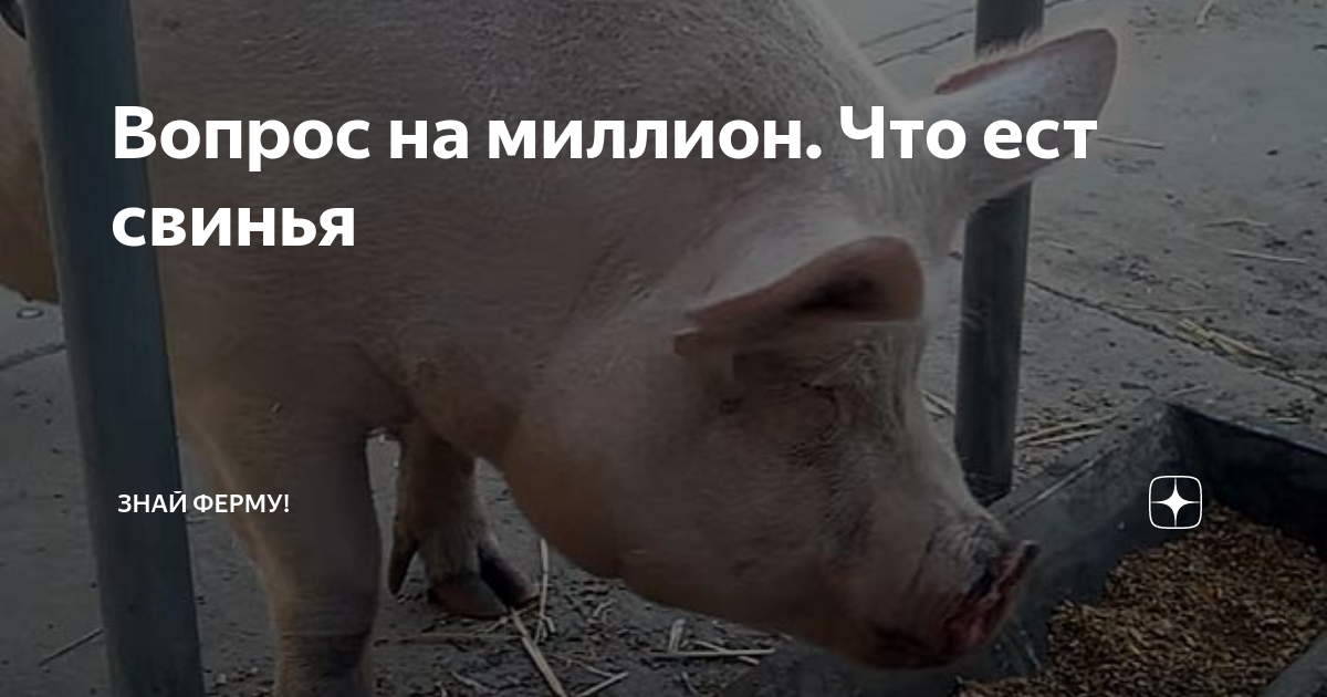 Отравление свиней - gkhyarovoe.ru