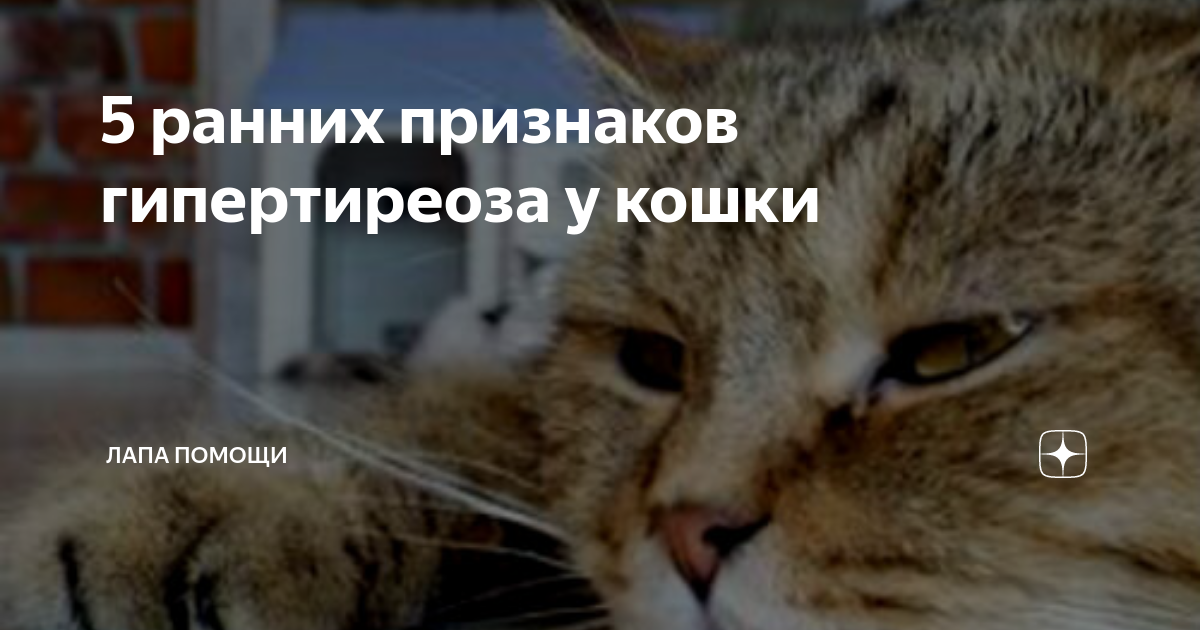 5 ранних признаков гипертиреоза у кошки: что нужно знать