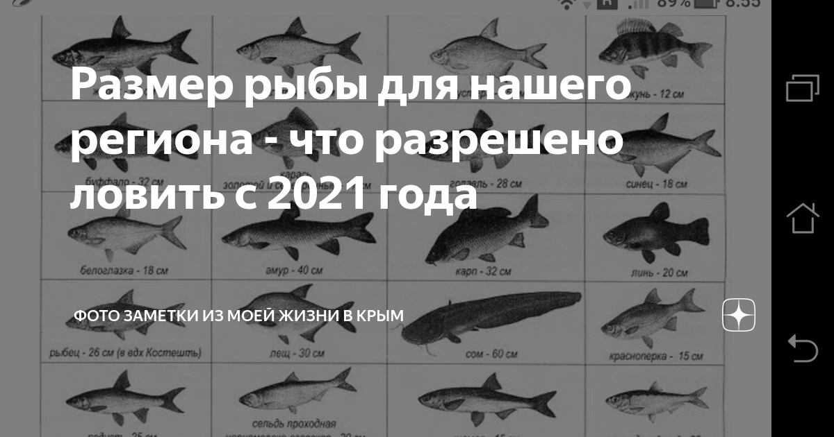 Размеры рыбы разрешенной к вылову 2024 году. Размер рыбы разрешенной к вылову. Размеры рыб для вылова. Разрешённый размер вылавливаемой рыбы. Таблица размеров рыбы.