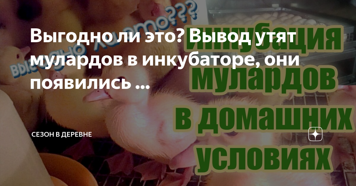 Выгодно ли это? Вывод утят мулардов в инкубаторе, они появились ...