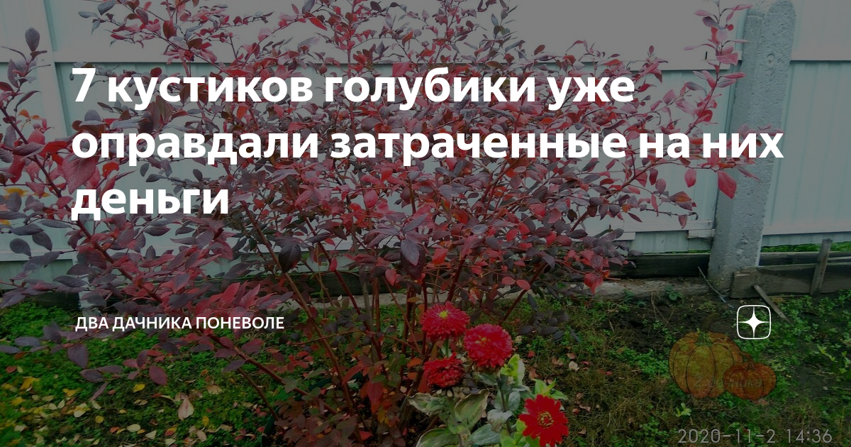 7 кустиков голубики уже оправдали затраченные на них деньги | Два ...