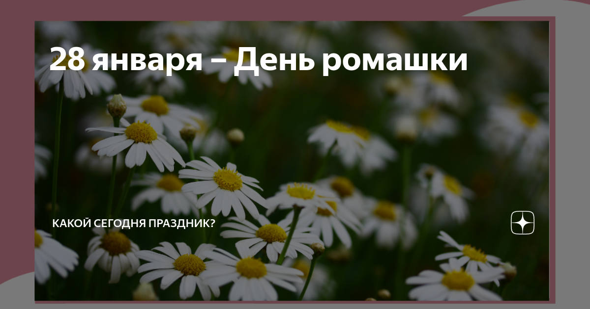 Какой сегодня праздник 28 января. Всемирный день ромашки. Когда отмечается день ромашек. 28 Января праздник день ромашки. 24 Июня праздник ромашки.