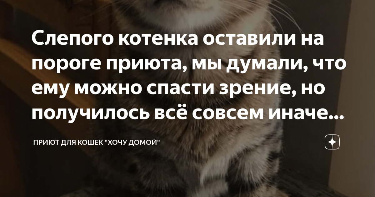 Слепого котенка оставили на пороге приюта, мы думали, что ему можно ...
