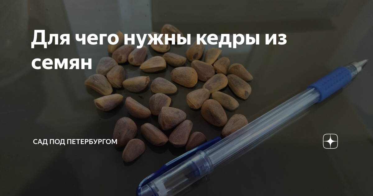 Для чего нужны кедры из семян | Сад под Петербургом | Дзен