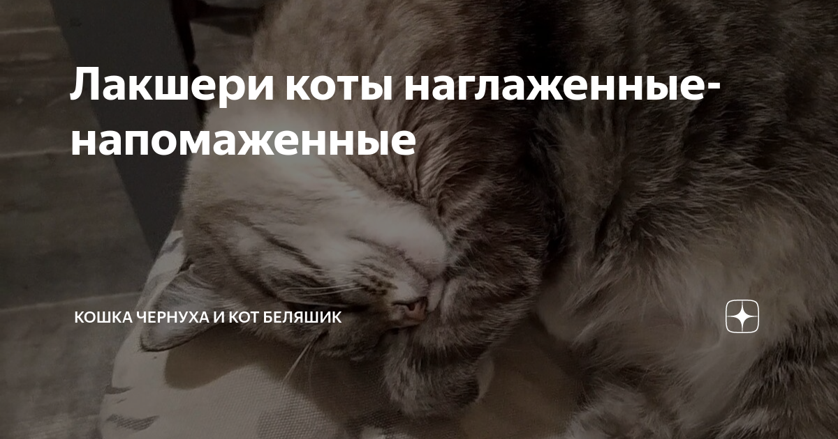 дзен коты беляшик и чернуха