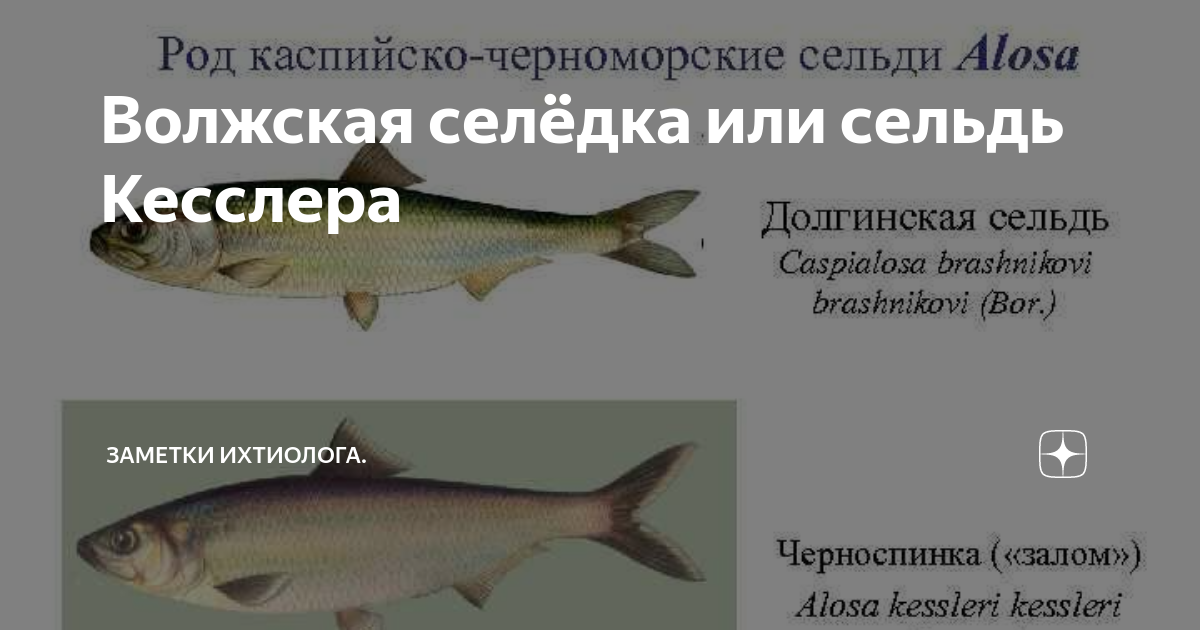 Картинки ЛОВЛЯ ДОНСКОЙ СЕЛЕДКИ