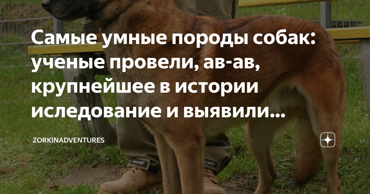 Самые умные породы собак: ученые провели, ав-ав, крупнейшее в истории ...