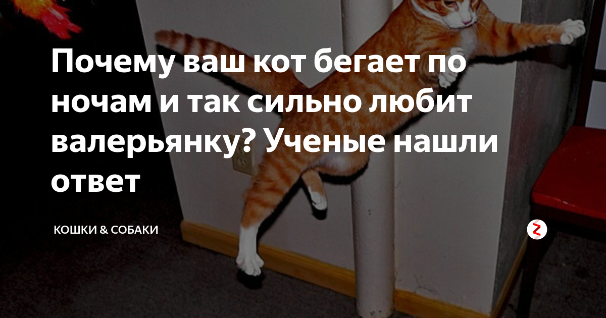 Почему кошки бегают ночью. Кот носится. Кот бегает по ночами. Кот носится по квартире. Бегал ночью кот