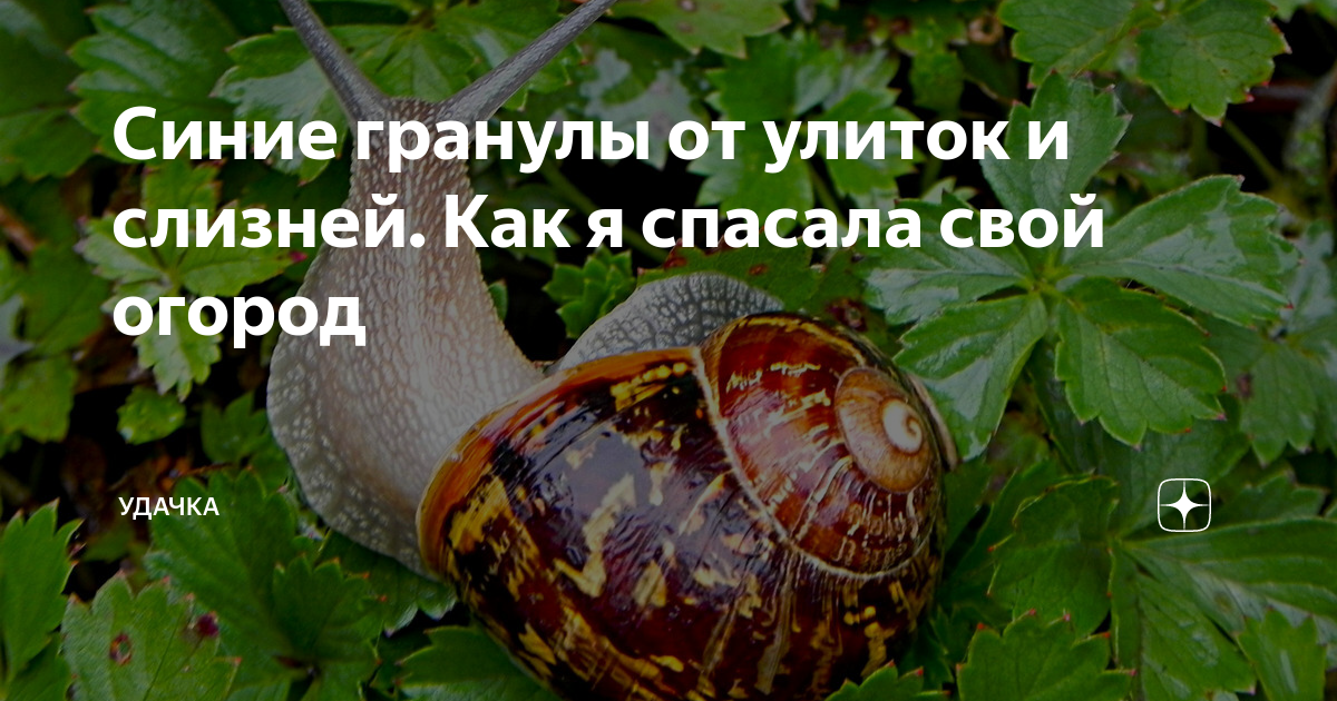 Синие гранулы от улиток и слизней. Как я спасала свой огород | УДачка ...