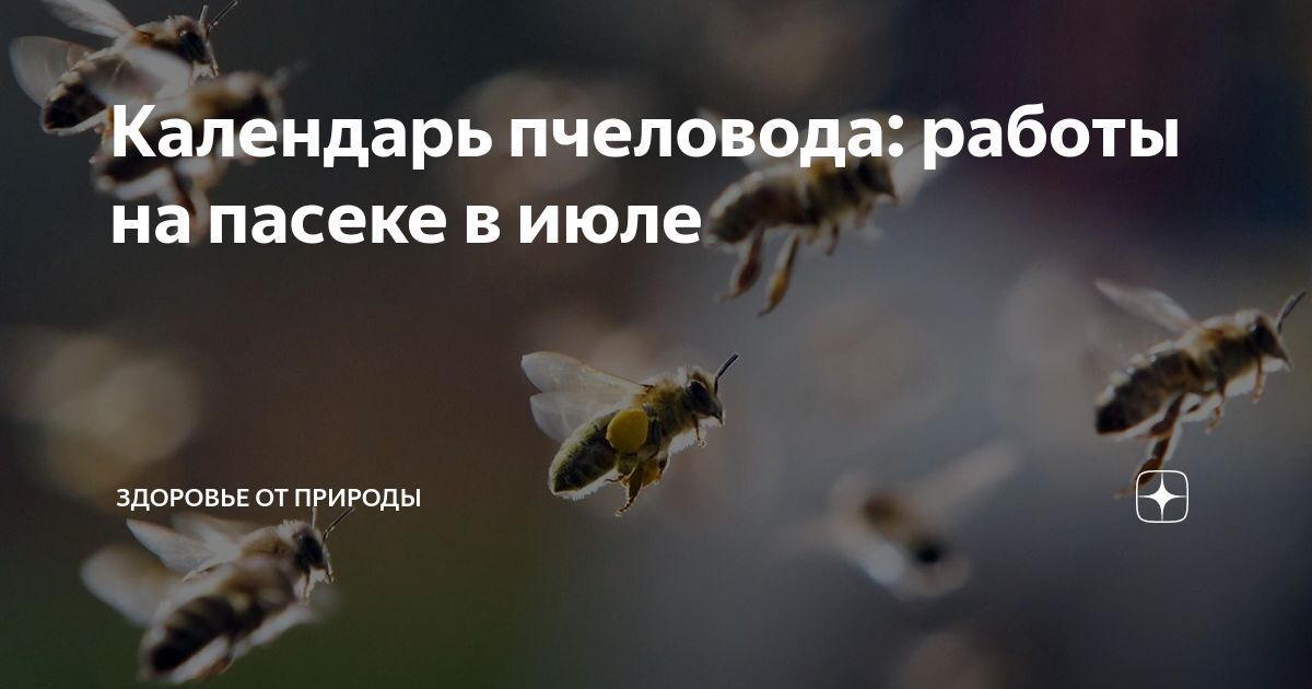 Календарь пчеловода: работы на пасеке в июле | Здоровье от природы | Дзен