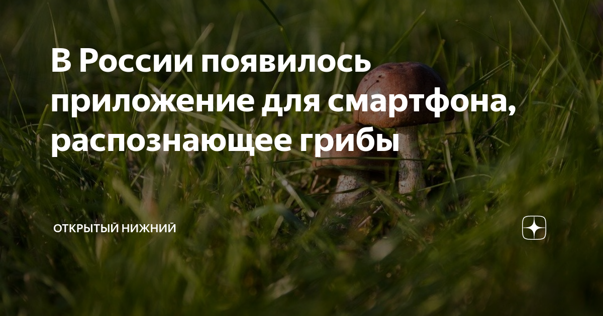 Mushroom Identify 2.91 - Скачать для Android APK бесплатно