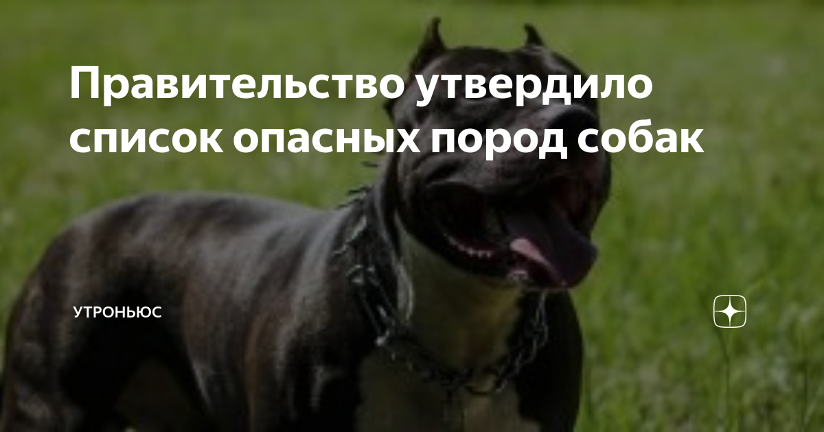 Правительство утвердило опасные породы собак. Породы собак опасных для человека. Потенциально опасные породы собак. Очень опасные породы собак
