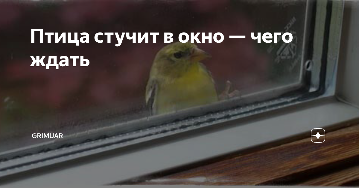 Птица стучится в окно. Птица стучится в окно примета. К чему птица стучит в окно. Птица в окно постучалась. Птичка стучит в окно