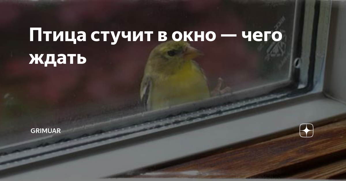 Птичка стучит. Птица стучится в окно. Птица стучится в окно примета. К чему стучит птица в окно. Постучалась птица в окно.