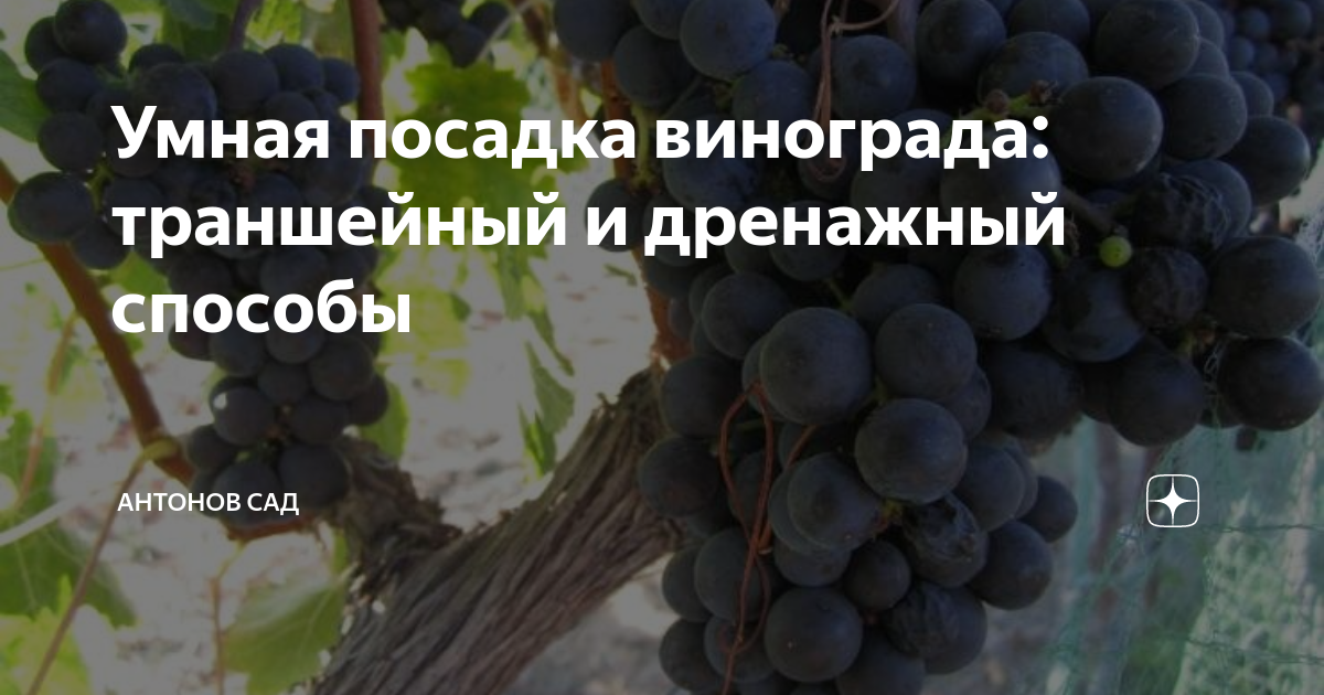 Все о посадке черенков винограда весной в открытый грунт