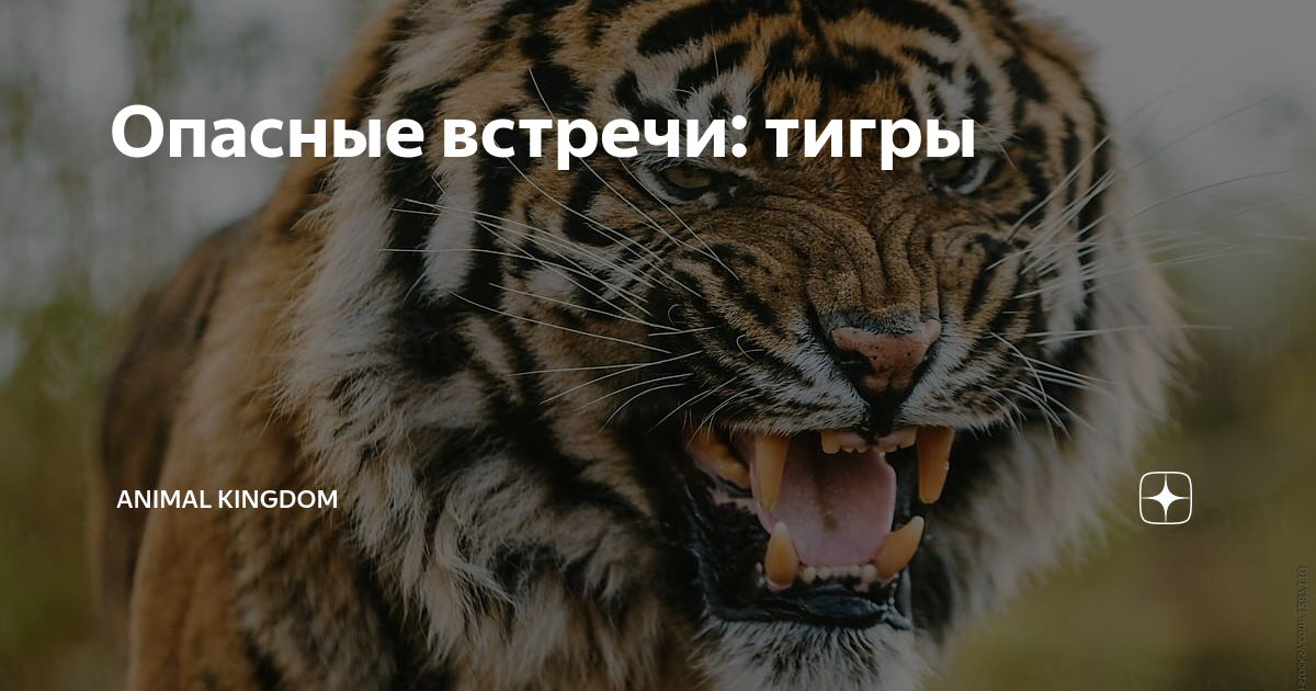 Tiger — Тигр. Текст на английском языке с переводом и аудио