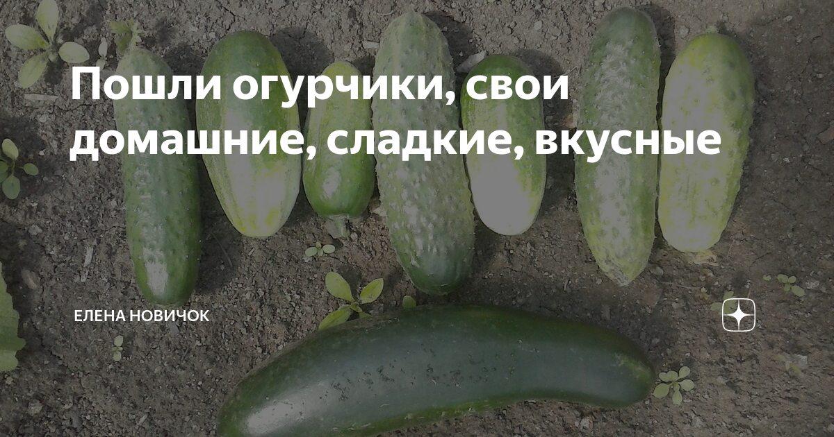 Пошли огурчики, свои домашние, сладкие, вкусные | Елена Новичок | Дзен