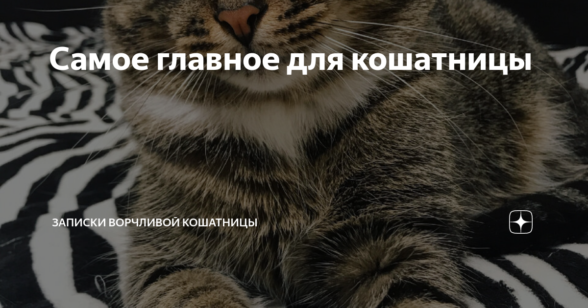 Ворчливой кошатницы дзен. Ворчливой кошатницы дзен. Ворчливой кошатницы дзен. Ворчливой кошатницы дзен. Ворчливой кошатницы дзен.
