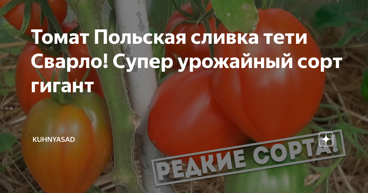 Описание сорта польская слива тетушки сварло. Томат польская Сливка тетушки Сварло. Томат польская слива тети Сварло. Польская слива томат описание. Томат польская слива тетушки Сварло отзывы.