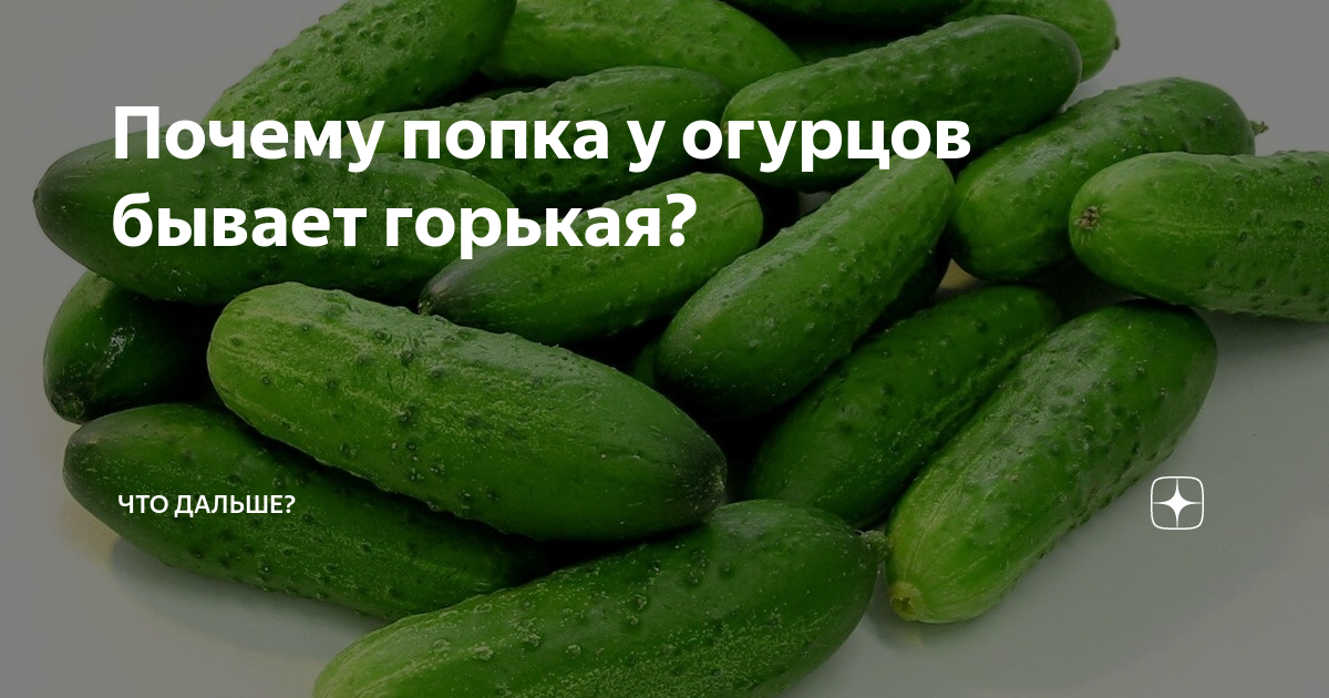 Почему огурцов горький. Кукурбитацин в огурцах. Почему горчат огурцы. Горький огурец.