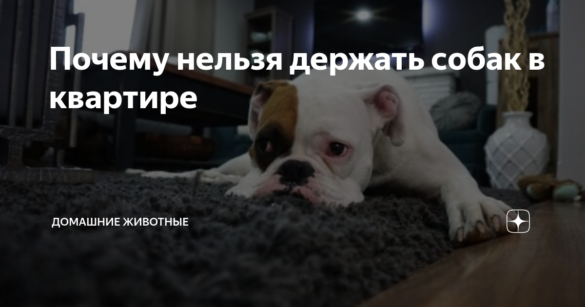 Условия содержания собак. Собаку дома держать это грех. Почему мусульманинам нельзя дома держать собак. Безопасность с домашними животными. Про брошенных животных.