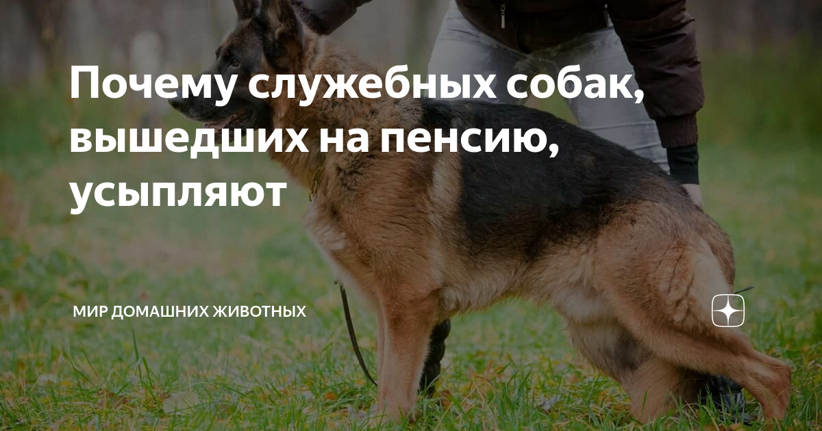 Почему служебных собак, вышедших на пенсию, усыпляют | Мир домашних ...
