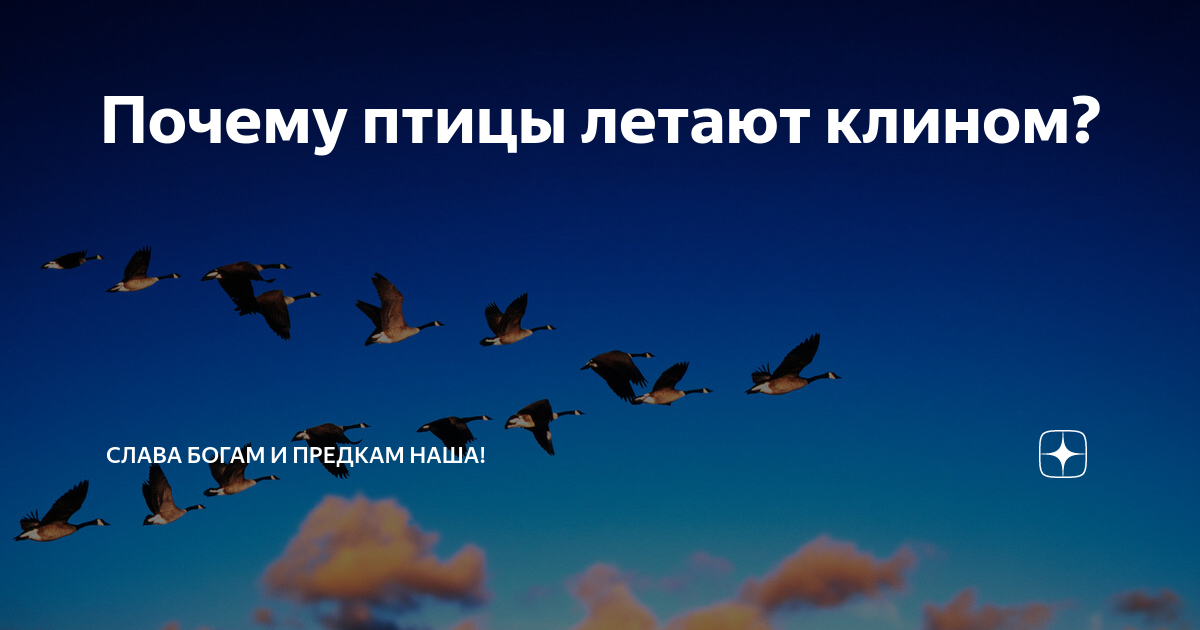 птицы летят косяком. миграция птиц. птицы летают клином. какие перелетные птицы летят клином. клин птиц.