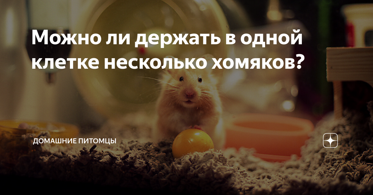 могут ли хомяки жить в одной клетке